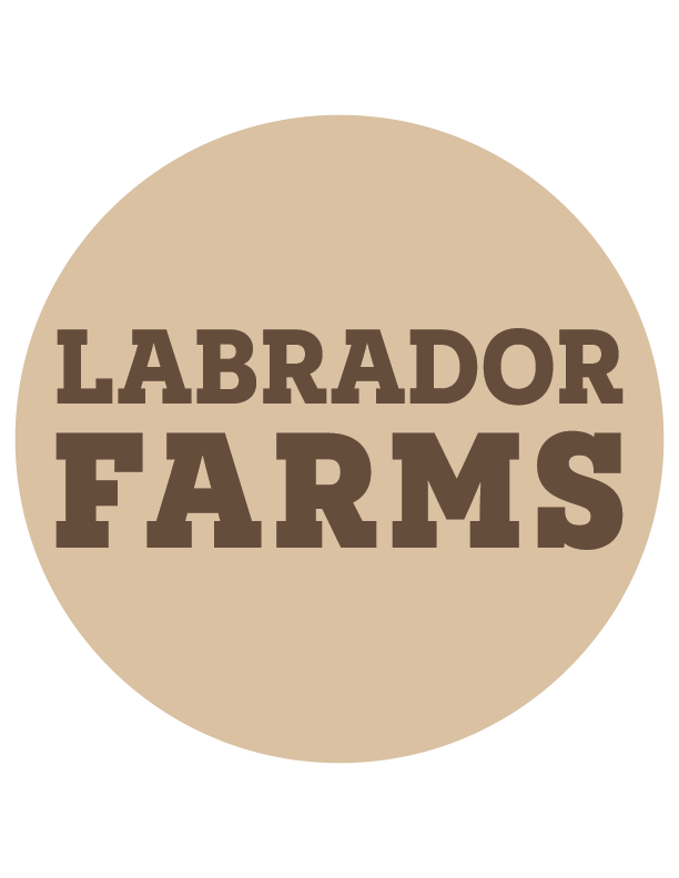 Home Labrador Farms