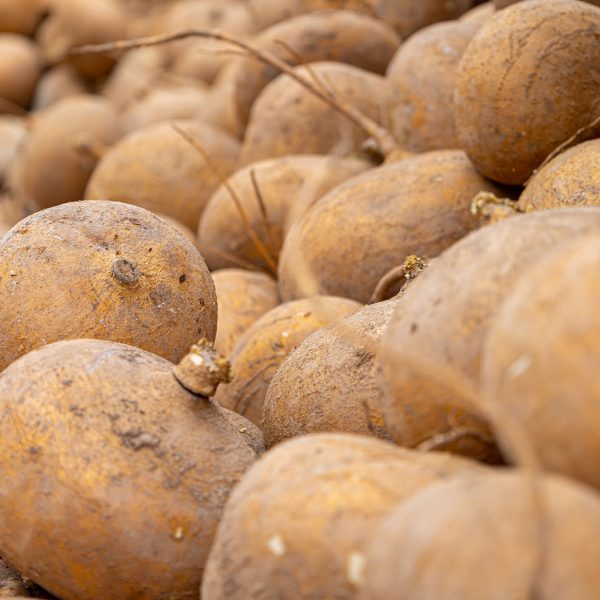 jicamas-exportacion-nayarit-venta-mexico-103.jpg jicamas-exportacion-nayarit-venta-mexico-103.jpg